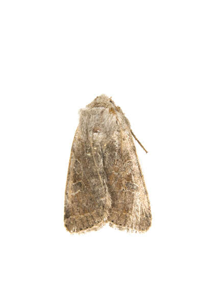 Image of Speckled Green Fruitworm Moth
