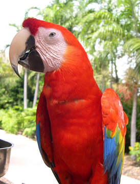 Image of Scarlet Macaw