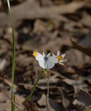 Image of Falcate Orangetip