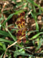 Celithemis eponina (Drury 1773) resmi