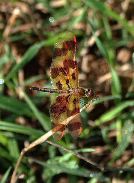 Celithemis eponina (Drury 1773) resmi