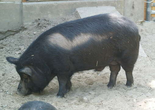 Image of pig