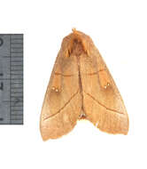 Image of White-dotted Prominent, Rough Prominent