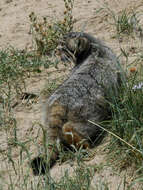 Image of Pallas’s cat