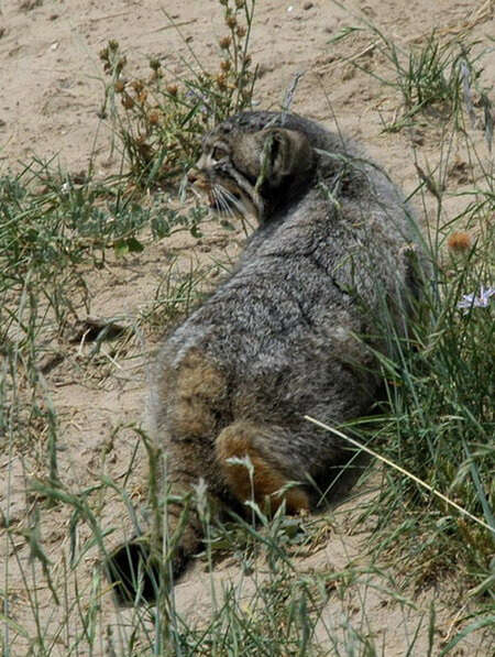 Image of Pallas’s cat