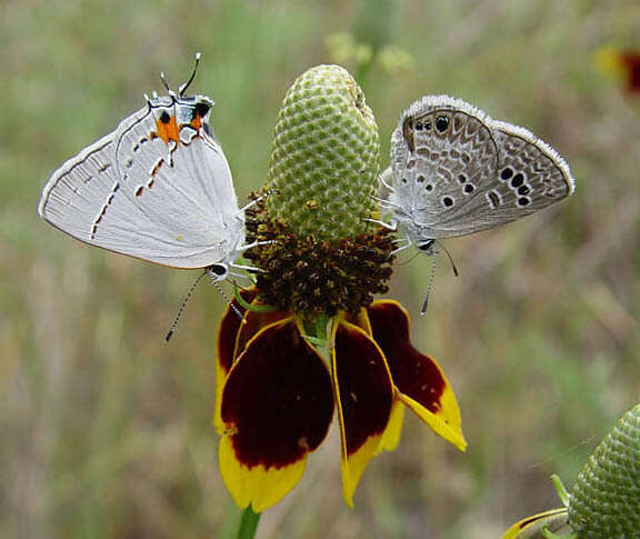 Image of Echinargus