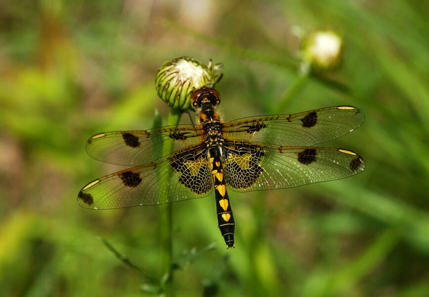 Celithemis Hagen 1861 resmi