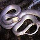 Image of Argentine Pampas Snake