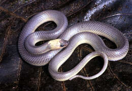 Image of Phimophis Cope 1860