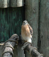 Image of Red-shouldered Hawk