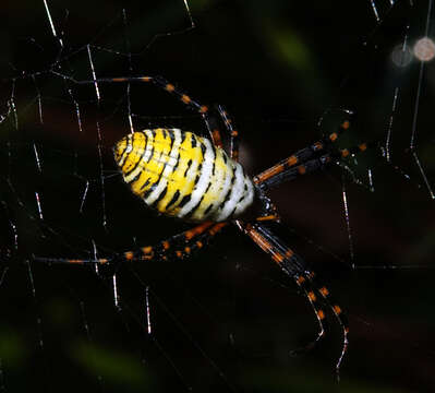 Imagem de Argiope trifasciata (Forsskål 1775)