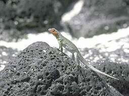 Image of lava lizard