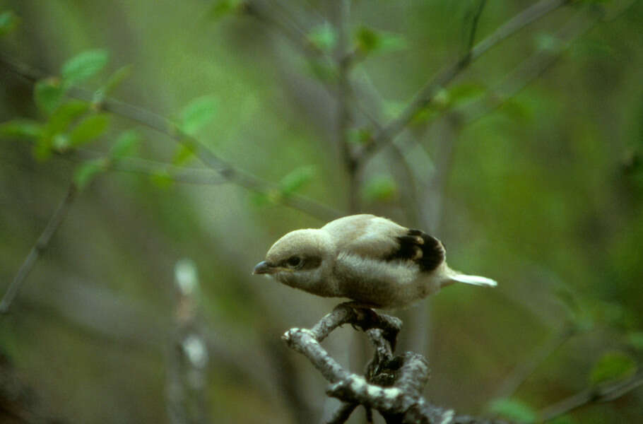 صورة صرد رمادي كبير