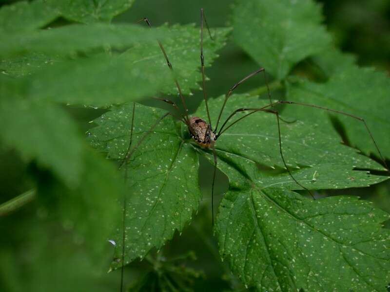 Image of harvestmen