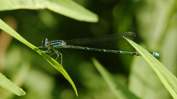 Image of Stream Bluet