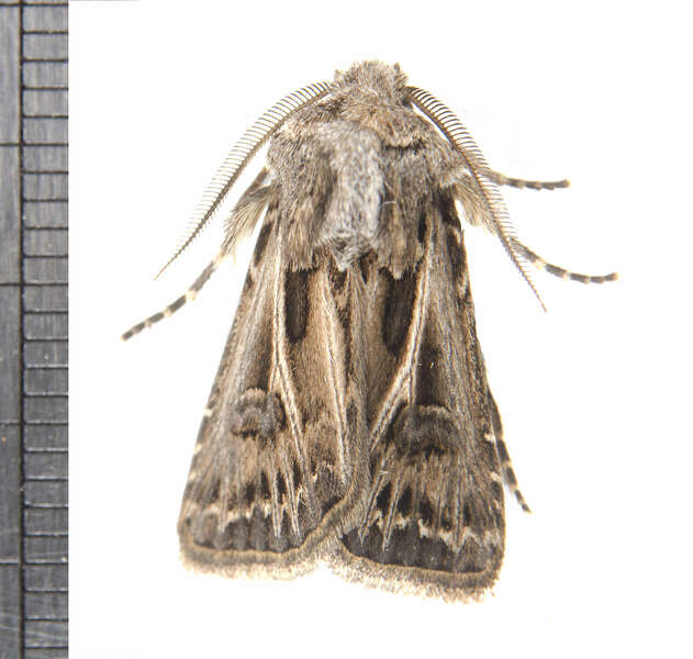 Image of Agrotis