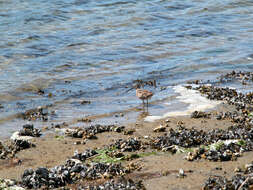 Image of Dunlin