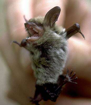 Image of Northern Long-Eared Bat