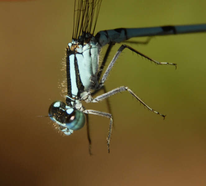 Image of Marsh Bluet