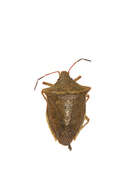 Image of Pentatomidae