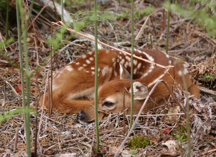 Image of White-tailed deer