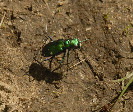 Imagem de Cicindela (Cicindela) sexguttata Fabricius 1775