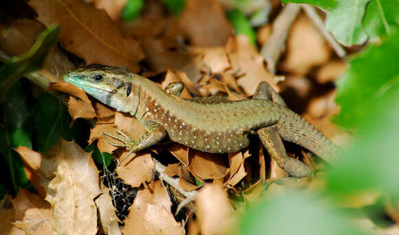 Image of Lacerta laevis