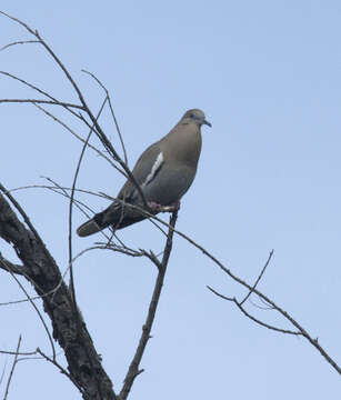 Image of White-winged Dove