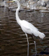 Image of Great Egret