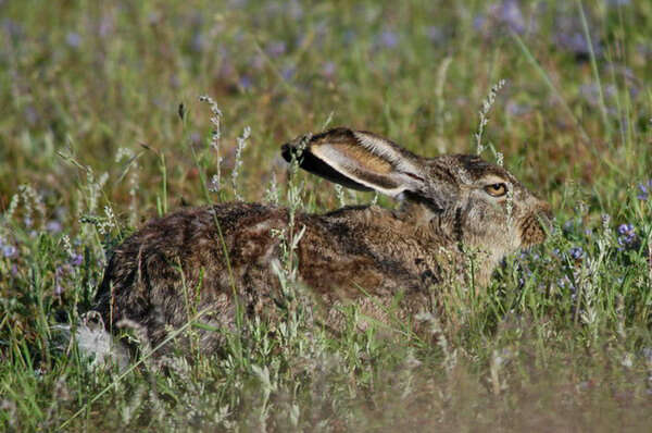 Plancia ëd Lepus oiostolus Hodgson 1840