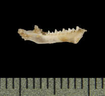 Image of Hutton's tube-nosed bat