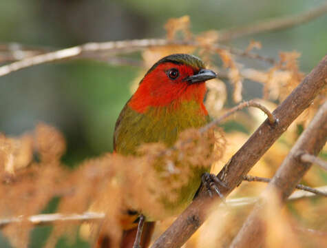 Image of Liocichla Swinhoe 1877