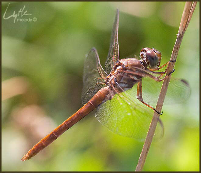 Image of tropical king skimmer