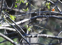 Image of Ruby-Crowned Kinglet