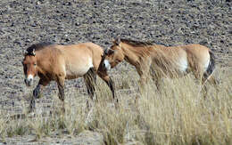 Image of Equus subgen. Equus Linnaeus 1758