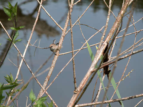 Psaltriparus Bonaparte 1850的圖片