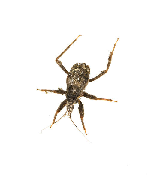 Image of assassin bug