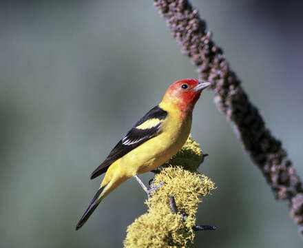 Image of Western Tanager