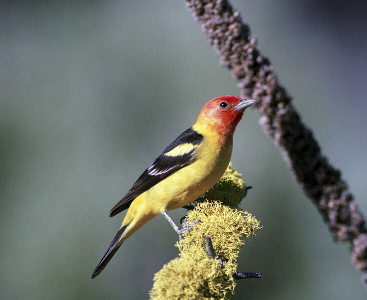 Слика од црвеноглава пиранга