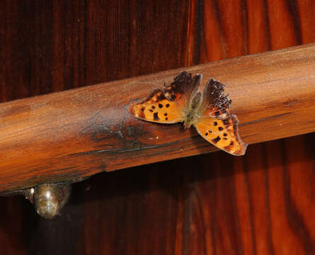 Слика од Polygonia interrogationis Fabricius 1798