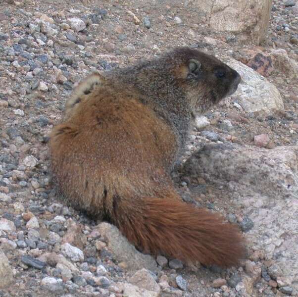 Imagem de Marmota subgen. Petromarmota Steppan et al. 1999