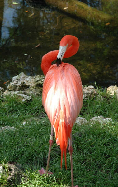 Plancia ëd Phoenicopterus ruber Linnaeus 1758