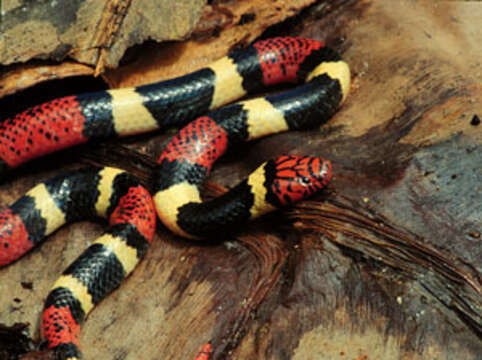 Image of Aquatic Coral Snake