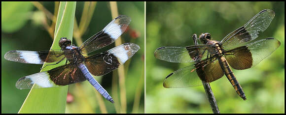 Image of Widow Skimmer