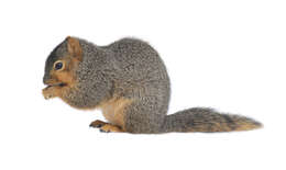 Image of Eastern Fox Squirrel