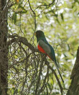 Plancia ëd Trogon elegans Gould 1834