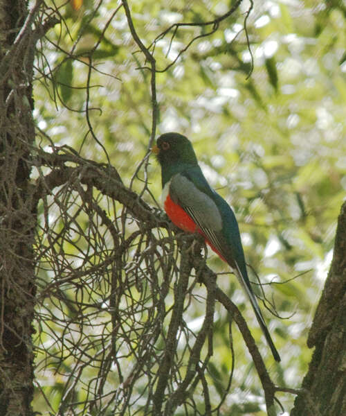 Слика од Trogon elegans Gould 1834