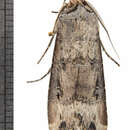 صورة Agrotis stigmosa Morris 1874