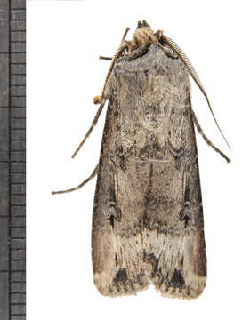 Image of Agrotis stigmosa Morris 1874