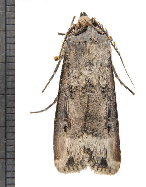 صورة Agrotis stigmosa Morris 1874